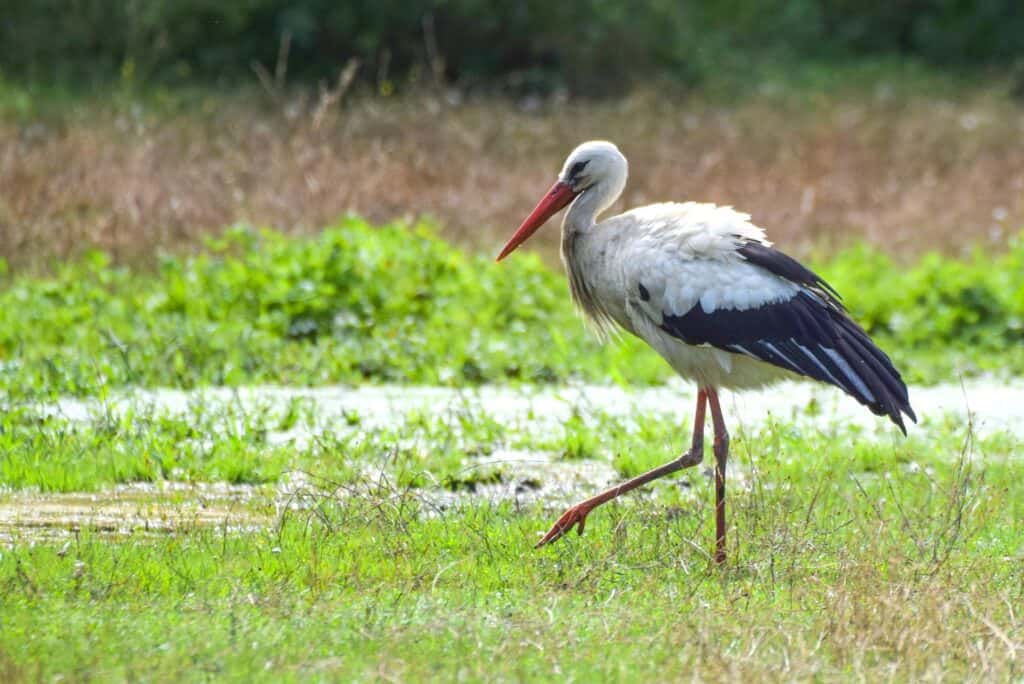 Cigogne qui marche dans un près