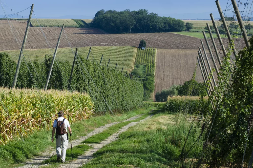 Randonnée dans le Kochesberg, une activité à faire proche de Brumath