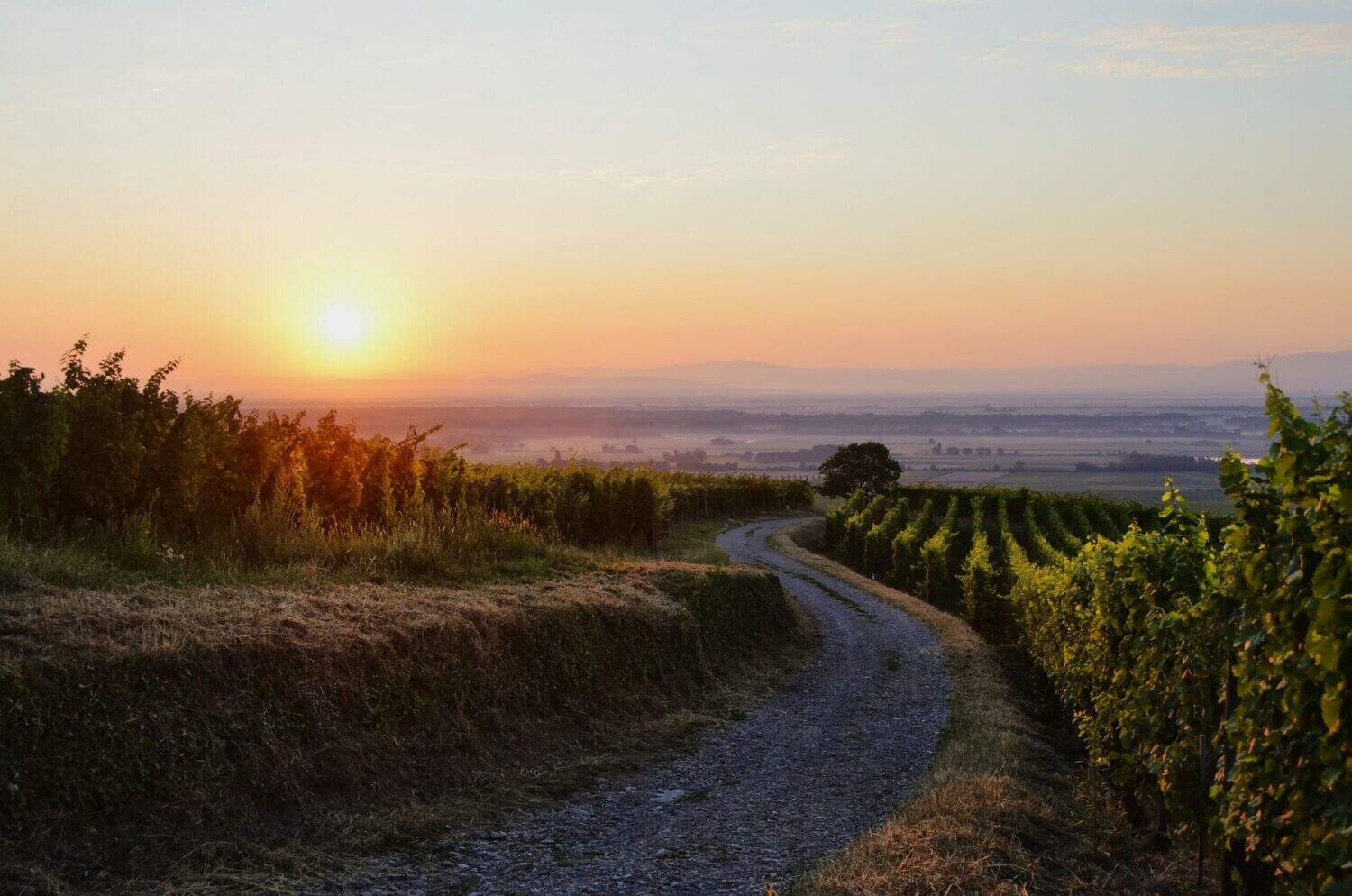 Elsässische Weinberge bei einem herrlichen Sonnenuntergang