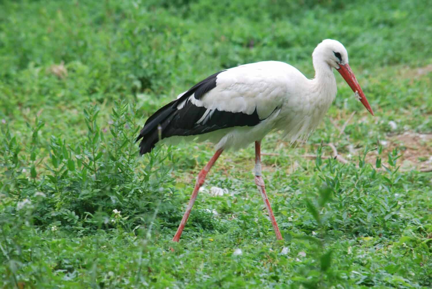 Cigognes en Alsace — symbole du Bas-Rhin et de la région