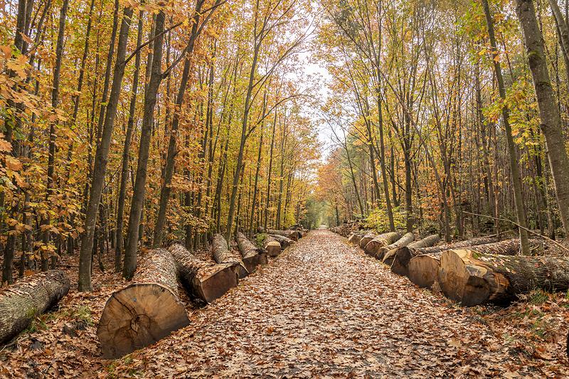 Forêt de Haguenau — que faire à Haguenau en pleine nature