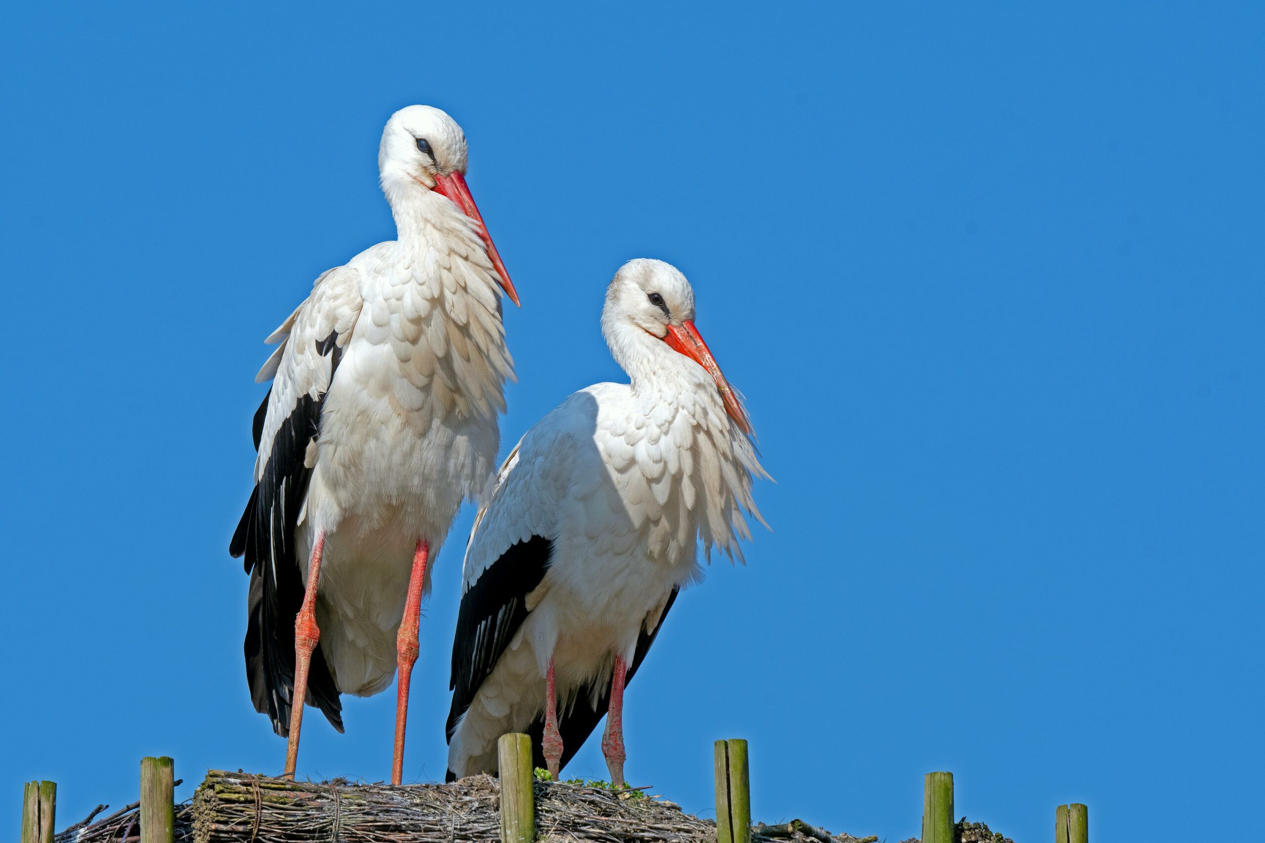 Cigognes Alsace — couple de cigognes blanches sur un toit regardant dans la même direction, symbole emblématique de la région