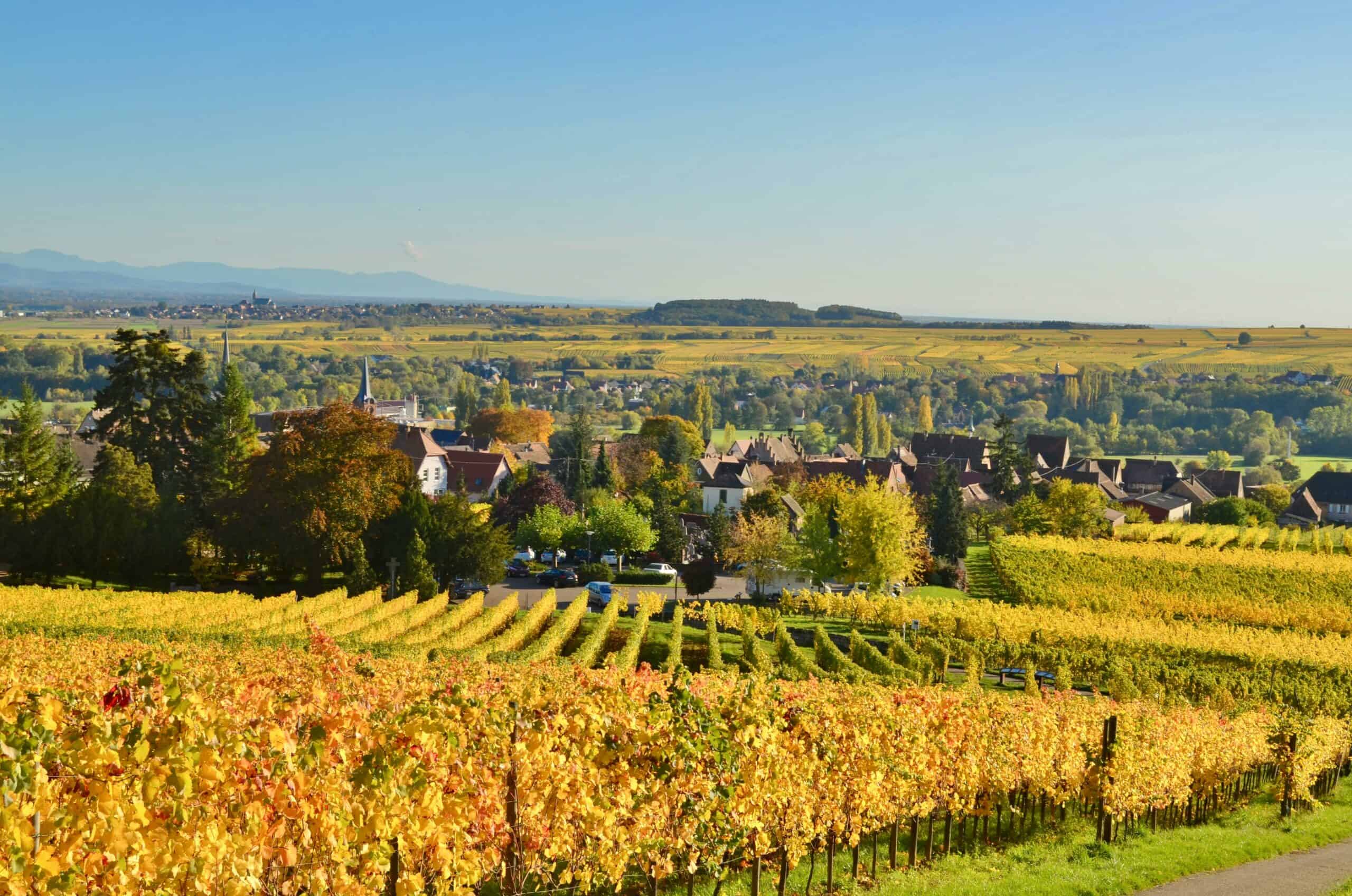 Vignoble avec paysage d'Alsace - week-end Route des Vins
