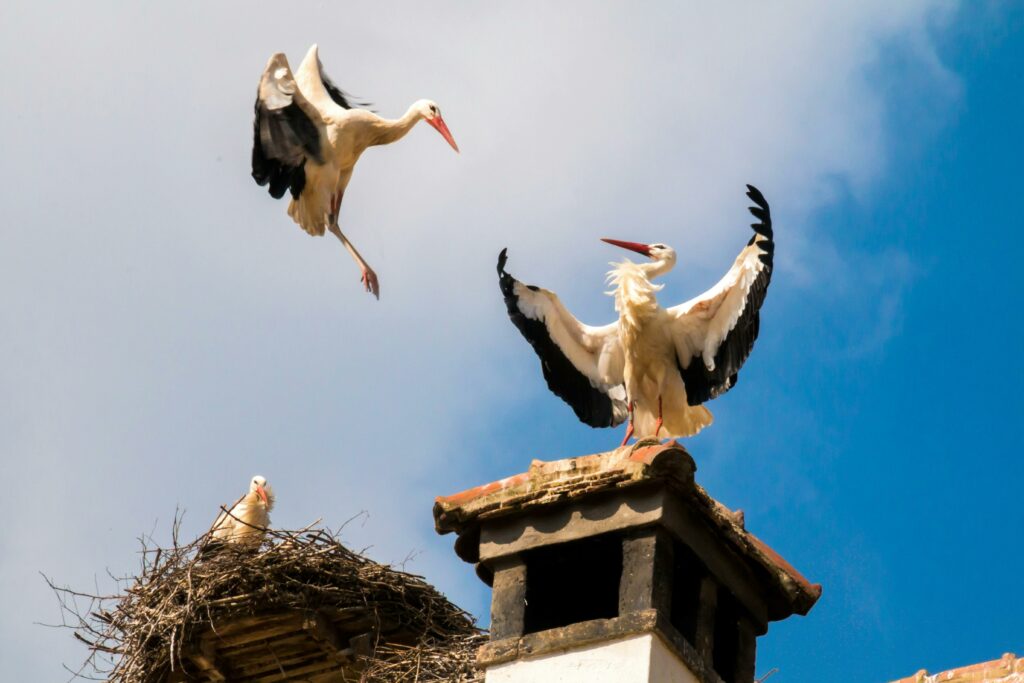 Une cigogne qui rejoins une autre en battant des ailes vers son nid