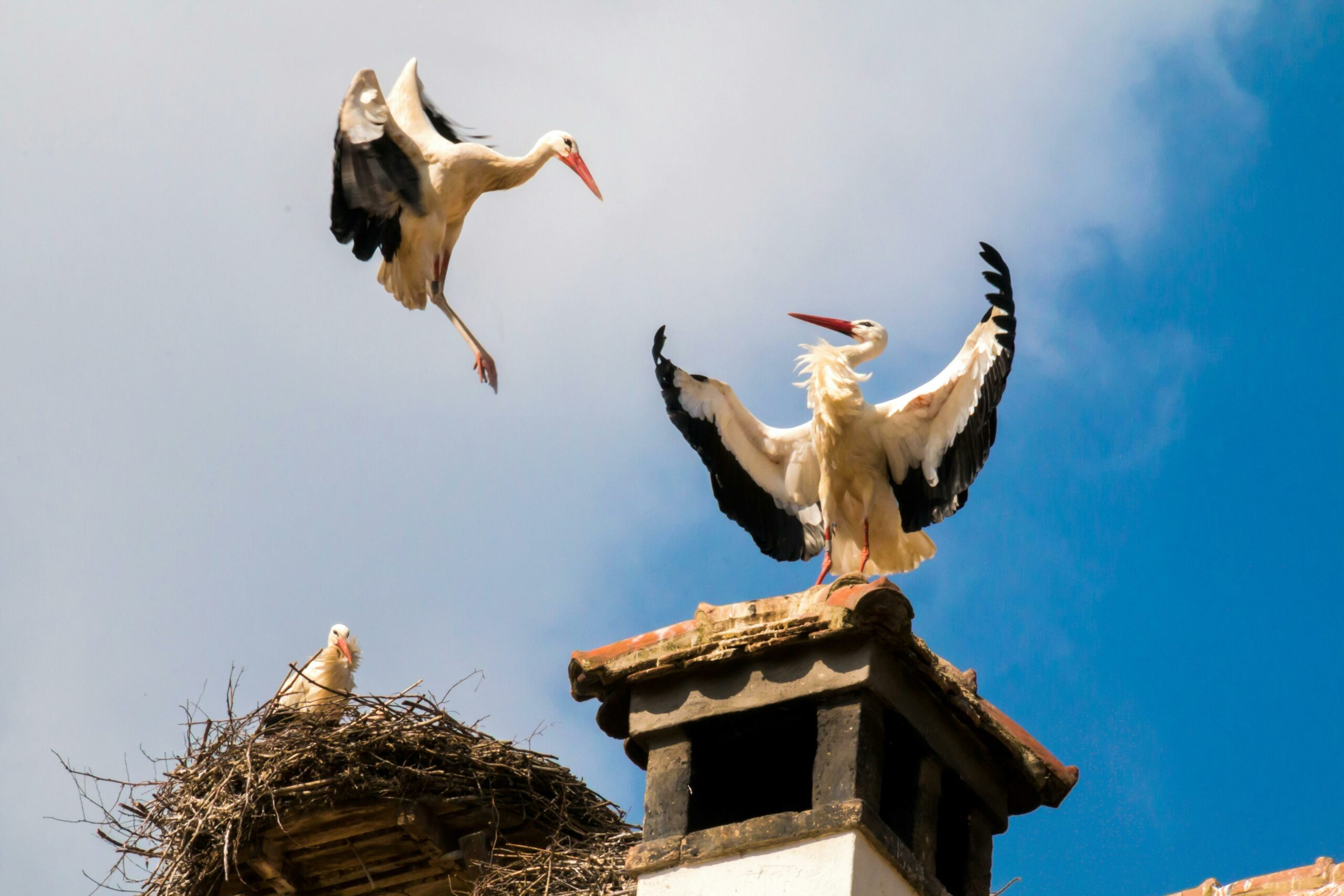 Cigognes Alsace — cigogne blanche rejoignant sa partenaire au nid en battant des ailes, scène typique des sites d'observation alsaciens
