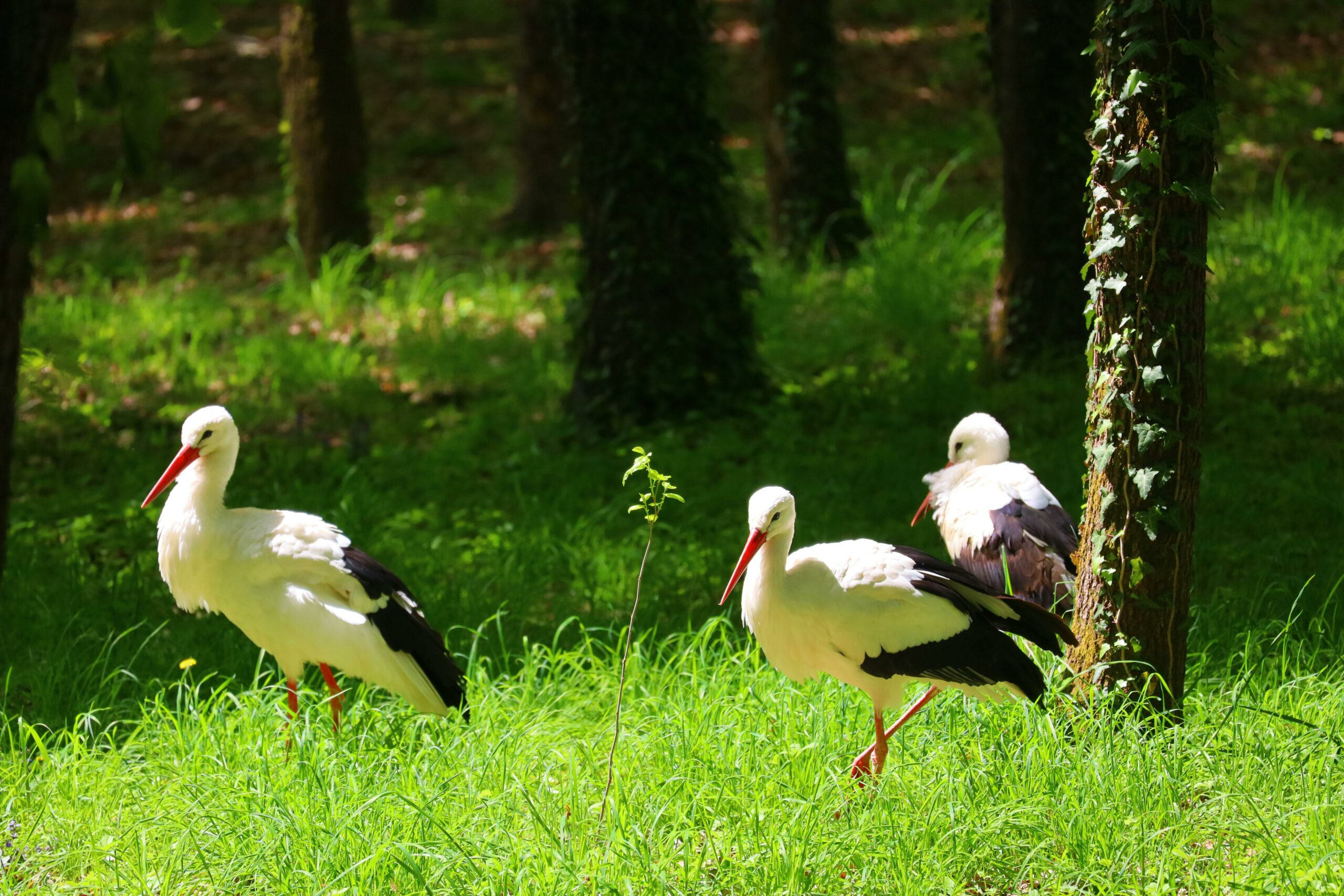 Cigognes Alsace — groupe de cigognes blanches évoluant en liberté dans un champ, ambiance parc Cigoland de Kintzheim