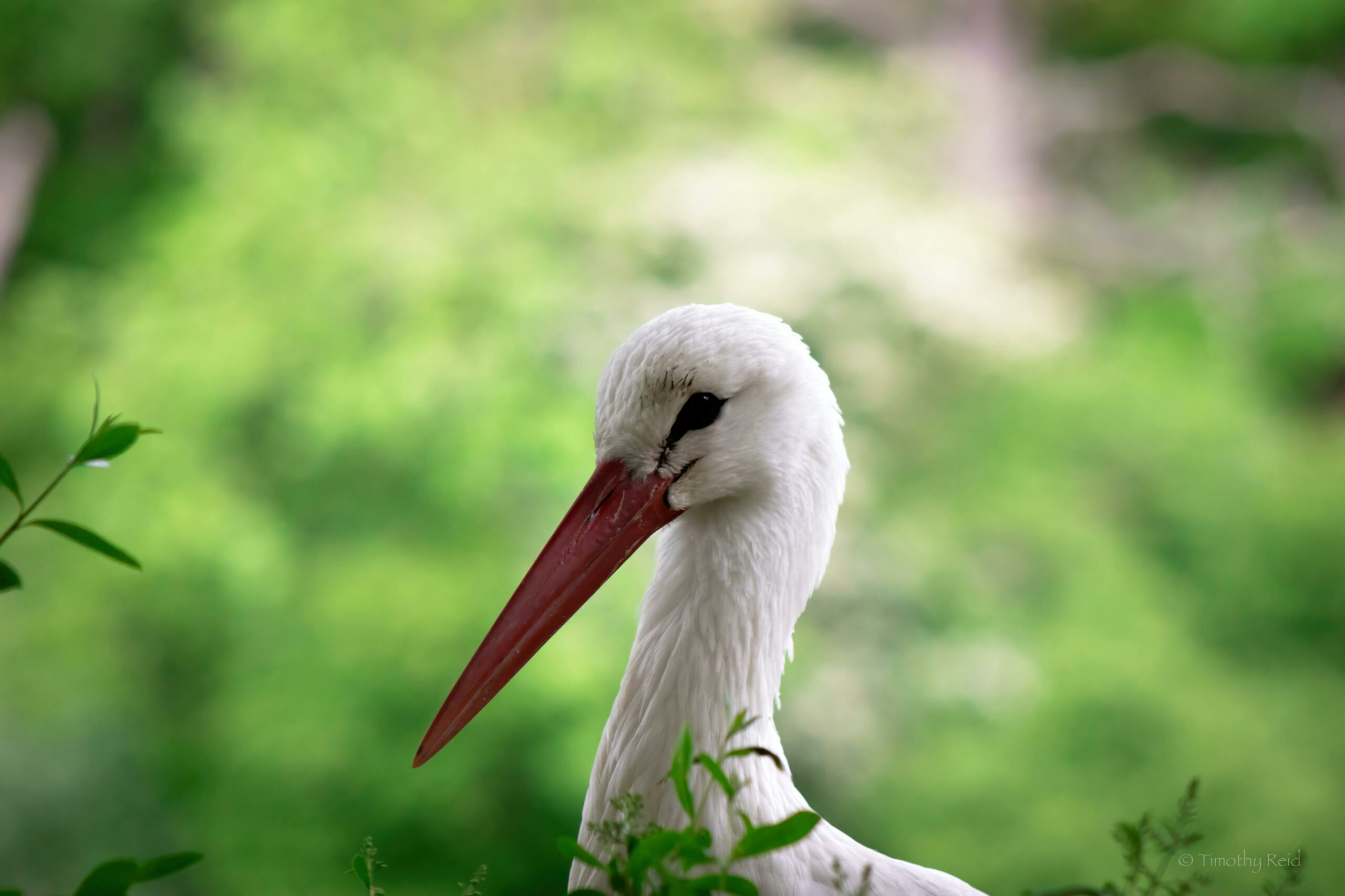 Cigognes Alsace — portrait en gros plan d'une cigogne blanche, détail du bec orange caractéristique observé à l'Écomusée d'Alsace