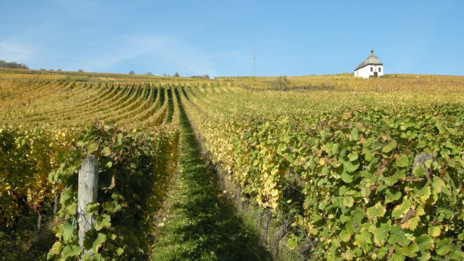 Vignoble de Marlenheim et chapelle du Marlenberg — Grand Cru Steinklotz
